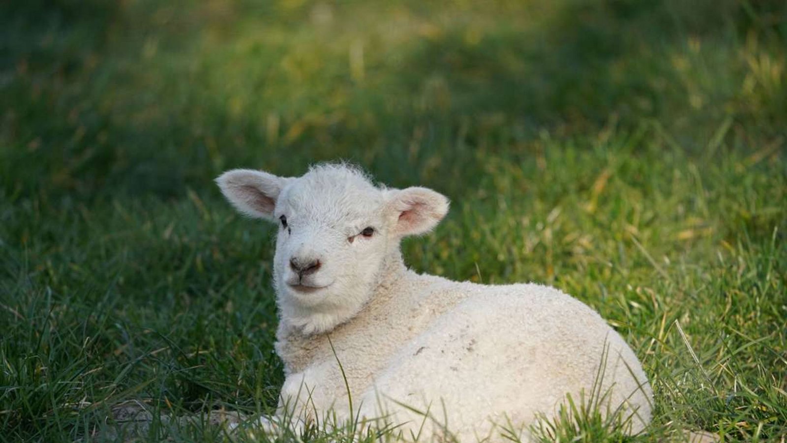 Das Osterlamm ist ein Symbol – also ein Zeichen dafür, dass Jesus unschuldig gestorben ist, um die Menschen vom Tod zu befreien.Foto: dpa/Marcus Brandt Das Osterlamm ist ein Symbol – also ein Zeichen dafür, dass Jesus unschuldig gestorben ist, um die Menschen vom Tod zu befreien.Foto: dpa/Marcus Brandt