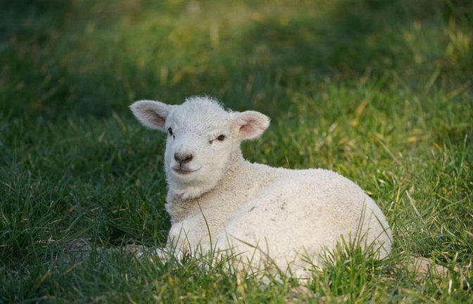 Das Osterlamm ist ein Symbol – also ein Zeichen dafür, dass Jesus unschuldig gestorben ist, um die Menschen vom Tod zu befreien.<span class='image-autor'>Foto: dpa/Marcus Brandt</span>