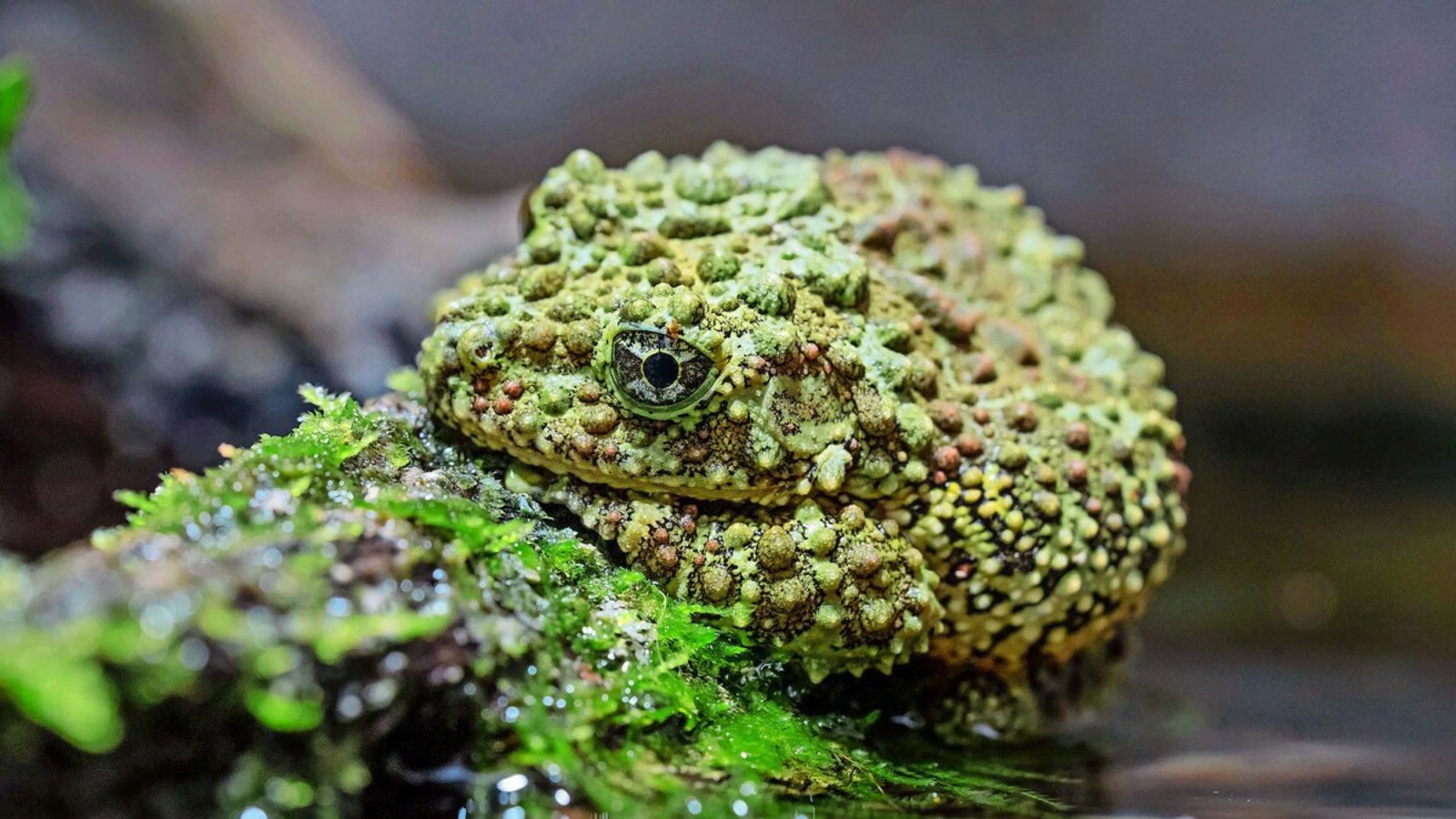 Der Vietnamesische Moosfrosch ist ein Meister der Tarnung.Foto: Wilhelma/Meierjohann Der Vietnamesische Moosfrosch ist ein Meister der Tarnung.Foto: Wilhelma/Meierjohann