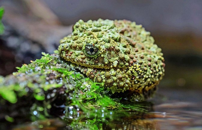 Der Vietnamesische Moosfrosch ist ein Meister der Tarnung.<span class='image-autor'>Foto: Wilhelma/Meierjohann</span>