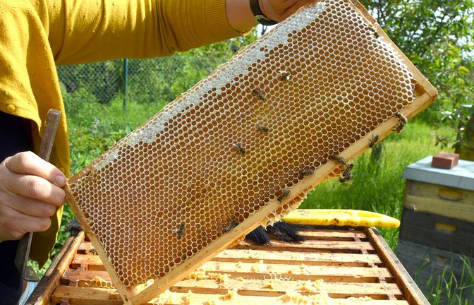 Eine Imkerin bei der Arbeit - in der Wabe dürfte jede Menge Honig sein. (Symbolfoto)<span class='image-autor'>Foto: Waltraud Grubitzsch/dpa</span>