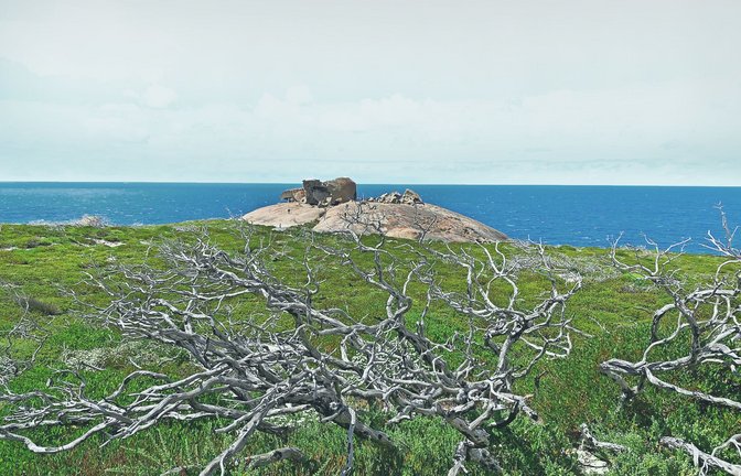 Abgestorbene Bäume und grüne Vegetation vor den Remarkable Rocks: Langsam erholt sich Kangaroo Island wieder. WEITERE BILDER IM STEHSATZORDNER; AUCH KOALAS UND KÄNGURUS<span class='image-autor'>Foto: Barbara Barkhausen/Barbara Barkhausen</span>