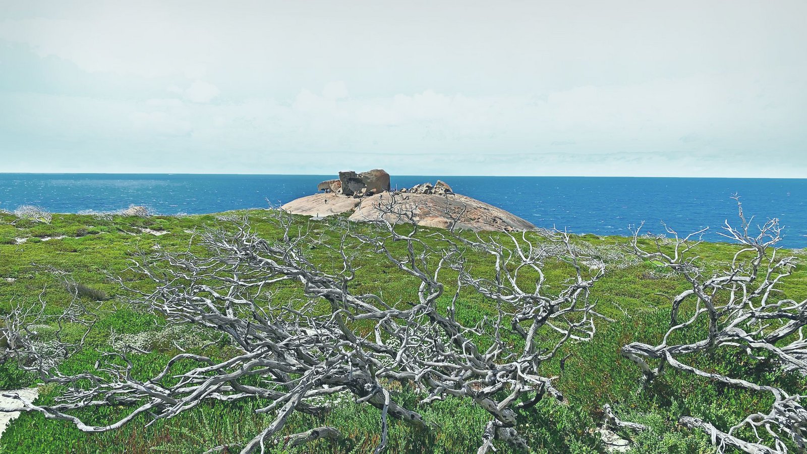 Abgestorbene Bäume und grüne Vegetation vor den Remarkable Rocks: Langsam erholt sich Kangaroo Island wieder. WEITERE BILDER IM STEHSATZORDNER; AUCH KOALAS UND KÄNGURUSFoto: Barbara Barkhausen/Barbara Barkhausen Abgestorbene Bäume und grüne Vegetation vor den Remarkable Rocks: Langsam erholt sich Kangaroo Island wieder. WEITERE BILDER IM STEHSATZORDNER; AUCH KOALAS UND KÄNGURUSFoto: Barbara Barkhausen/Barbara Barkhausen