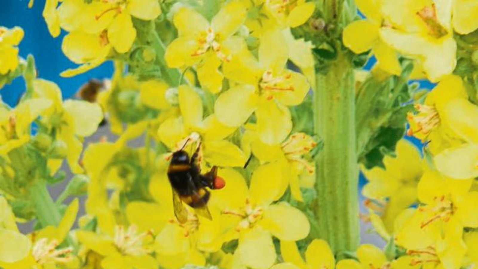 Diese Hummel machte sich im Garten von Albert Saggau in Kleinglattbach auf die Suche nach Nektar.
