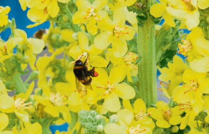 Diese Hummel machte sich im Garten von Albert Saggau in Kleinglattbach auf die Suche nach Nektar.