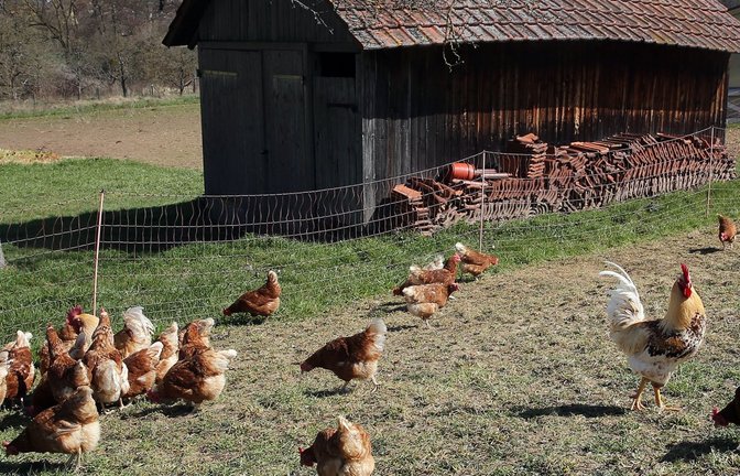 Mit dem freien Picken und Scharren ist es in einem Teil des Enzkreises mindestens bis 12. Februar vorbei. So lange ist die Aufstallungspflicht zunächst befristet.  Archivfoto: VKZ/Küppers