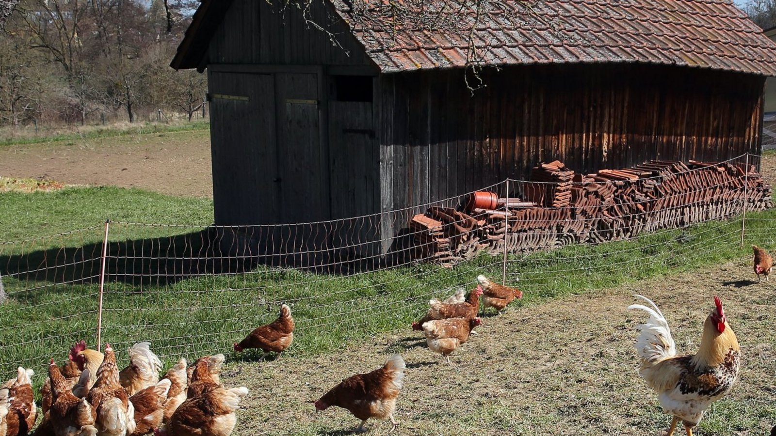 Mit dem freien Picken und Scharren ist es in einem Teil des Enzkreises mindestens bis 12. Februar vorbei. So lange ist die Aufstallungspflicht zunächst befristet.  Archivfoto: VKZ/Küppers
