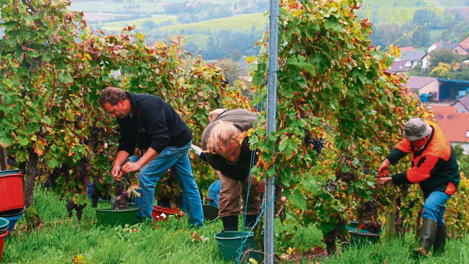 Fleißige Helfer packen an: Gestern war Lesetag im städtischen Weinberg Sachsenheim in Spielberg. Fotos: Arning Fleißige Helfer packen an: Gestern war Lesetag im städtischen Weinberg Sachsenheim in Spielberg. Fotos: Arning