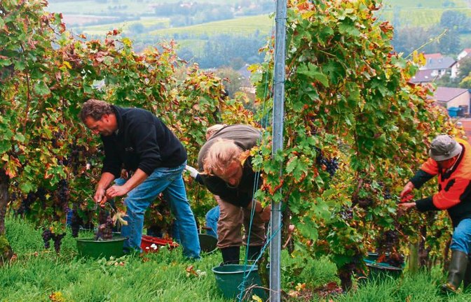 Fleißige Helfer packen an: Gestern war Lesetag im städtischen Weinberg Sachsenheim in Spielberg. Fotos: Arning