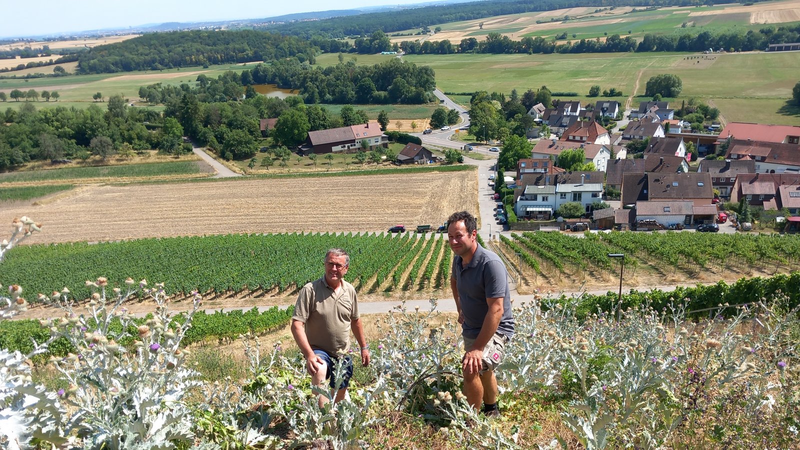 Martin Weiberle (li.) und Samuel Weiberle begutachten einen mit Disteln zugewachsenen Weinberg am Hohenhaslacher Kirchberg. Foto: Glemser Martin Weiberle (li.) und Samuel Weiberle begutachten einen mit Disteln zugewachsenen Weinberg am Hohenhaslacher Kirchberg. Foto: Glemser