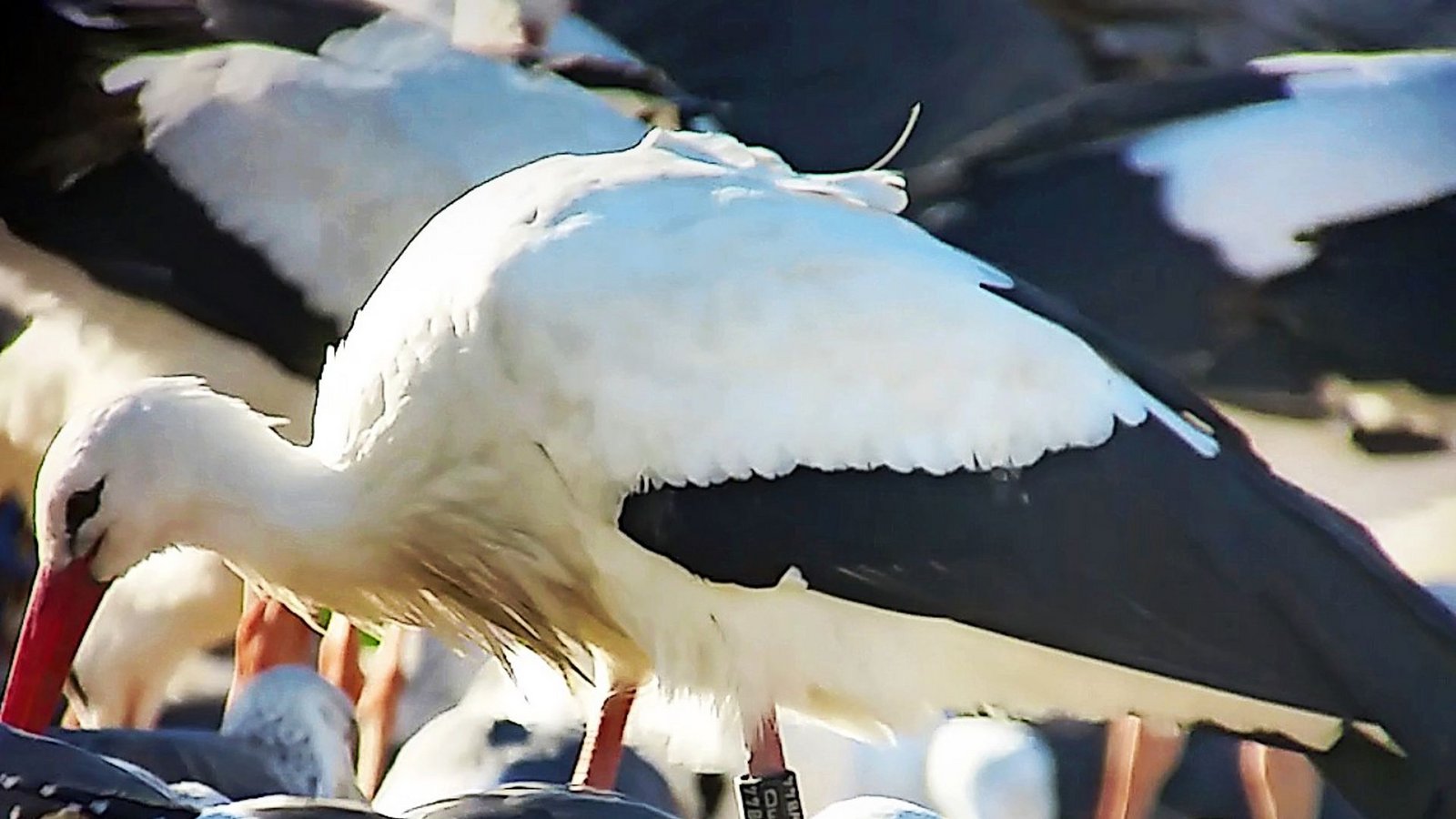 Die Störchin Libi auf dem Müllplatz el Pinto  bei Madrid. Dort hält sich die Störchin mit dem kleinen Sender am linken Bein auch derzeit auf. Die Senderstörchin Zozu hatte auf ihrer Spanienreise weniger Glück.Foto: Animaltracker/Elena del Vals