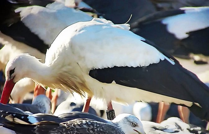 Die Störchin Libi auf dem Müllplatz el Pinto  bei Madrid. Dort hält sich die Störchin mit dem kleinen Sender am linken Bein auch derzeit auf. Die Senderstörchin Zozu hatte auf ihrer Spanienreise weniger Glück.<span class='image-autor'>Foto: Animaltracker/Elena del Vals</span>