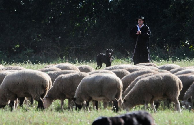 Ein Schäfer aus Bayern führt eine Schafherde durch einen Parcours beim Bundeshüten in Brambach in Sachsen-Anhalt.<span class='image-autor'>Foto: Simon Kremer/dpa</span>