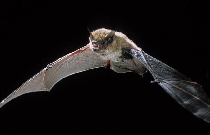 In einem Waldbiotop bei Lautenstein ist die Alpenfledermaus nachgewiesen worden. Bei dem Tier handele es sich um eine extrem seltene Fledermausart.<span class='image-autor'>Foto: dpa/Dietmar Nill</span>