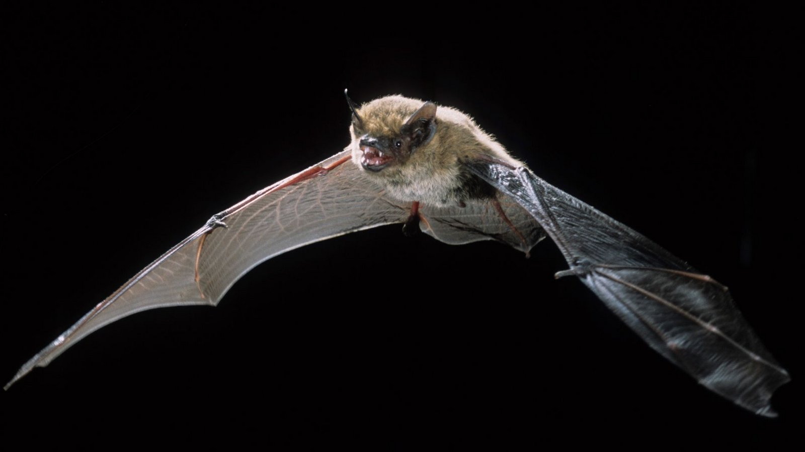 In einem Waldbiotop bei Lautenstein ist die Alpenfledermaus nachgewiesen worden. Bei dem Tier handele es sich um eine extrem seltene Fledermausart.Foto: dpa/Dietmar Nill In einem Waldbiotop bei Lautenstein ist die Alpenfledermaus nachgewiesen worden. Bei dem Tier handele es sich um eine extrem seltene Fledermausart.Foto: dpa/Dietmar Nill