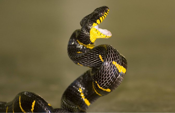 Bei Nattern wie der Mangrovennatter (Boiga dendrophila) sitzen die Fangzähne weiter hinten am Kiefer, so dass sie ihr Maul weiter aufsperren müssen. Um Zeit zu sparen, reißen diese Giftschlangen daher ihr Maul schon zu Beginn des Zustoßens weit auf.<span class='image-autor'>Foto:  </span>