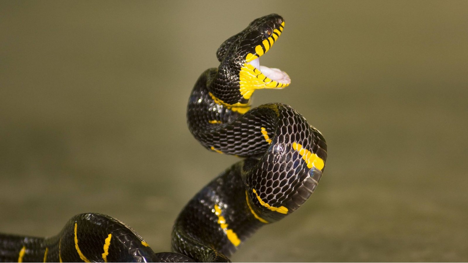 Bei Nattern wie der Mangrovennatter (Boiga dendrophila) sitzen die Fangzähne weiter hinten am Kiefer, so dass sie ihr Maul weiter aufsperren müssen. Um Zeit zu sparen, reißen diese Giftschlangen daher ihr Maul schon zu Beginn des Zustoßens weit auf.Foto: Bei Nattern wie der Mangrovennatter (Boiga dendrophila) sitzen die Fangzähne weiter hinten am Kiefer, so dass sie ihr Maul weiter aufsperren müssen. Um Zeit zu sparen, reißen diese Giftschlangen daher ihr Maul schon zu Beginn des Zustoßens weit auf.Foto: