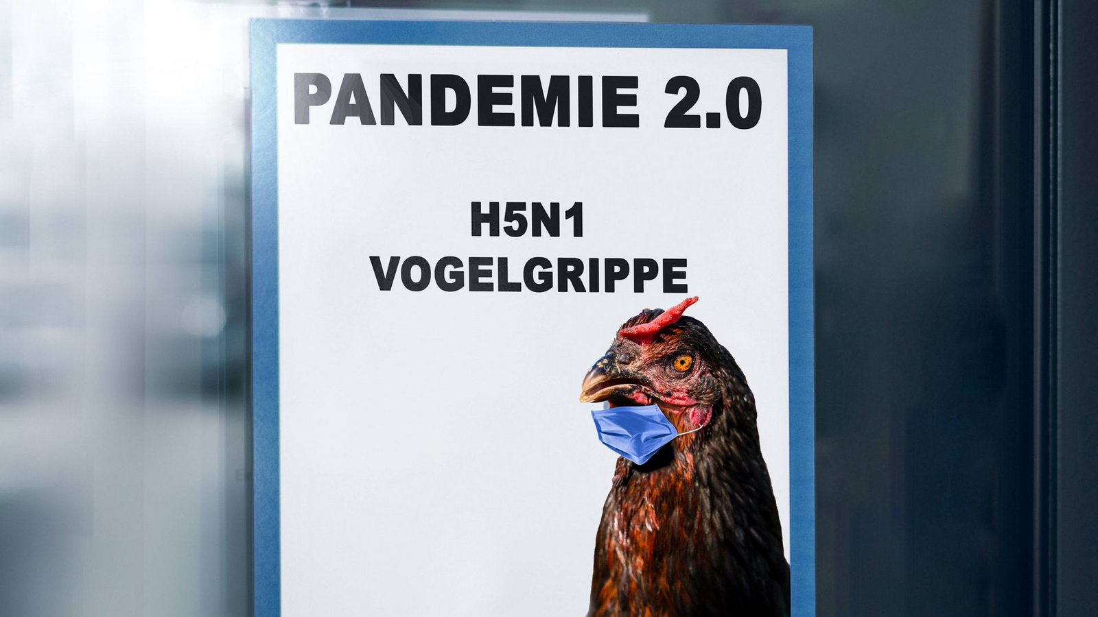 Menschliche Infektionen treten bei der Vogelgrippe H5N1 bisher nur vereinzelt auf. Die Symptome reichen nach Angaben von Seuchenmedizinern von Augen- oder Atemwegsinfektionen bis hin zu schweren Erkrankungen wie Lungenentzündungen, die zum Tod führen können.Foto: Imago/Bihlmayerfotografie Menschliche Infektionen treten bei der Vogelgrippe H5N1 bisher nur vereinzelt auf. Die Symptome reichen nach Angaben von Seuchenmedizinern von Augen- oder Atemwegsinfektionen bis hin zu schweren Erkrankungen wie Lungenentzündungen, die zum Tod führen können.Foto: Imago/Bihlmayerfotografie