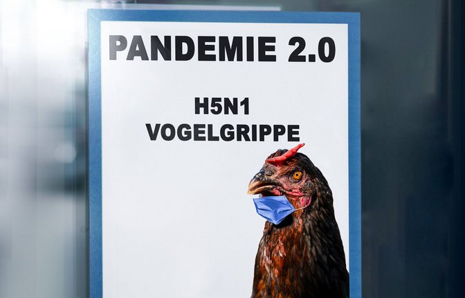 Menschliche Infektionen treten bei der Vogelgrippe H5N1 bisher nur vereinzelt auf. Die Symptome reichen nach Angaben von Seuchenmedizinern von Augen- oder Atemwegsinfektionen bis hin zu schweren Erkrankungen wie Lungenentzündungen, die zum Tod führen können.<span class='image-autor'>Foto: Imago/Bihlmayerfotografie</span>