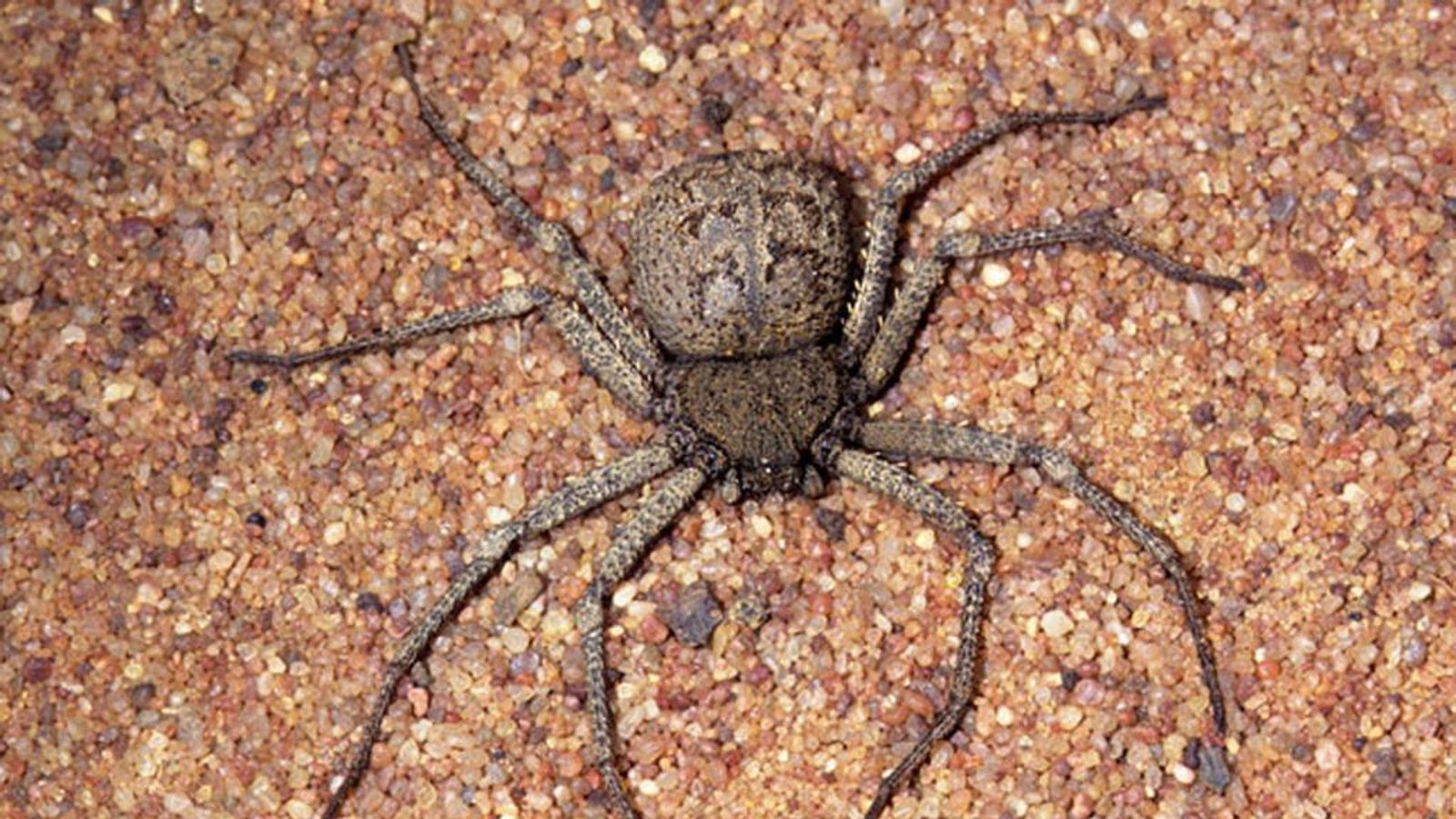 Sechsäugige Sandspinne (Sicarius hahni): Diese Spinne vergräbt sich hauptsächlich in Südafrika im Sand und wartet auf Beute. Ihr Gift wirkt stark blutverdünnend und kann schwere Blutungen verursachen. Ein Gegengift ist bisher nicht vorhanden.Foto: Wikipedia commons/Maximuss20722 Sechsäugige Sandspinne (Sicarius hahni): Diese Spinne vergräbt sich hauptsächlich in Südafrika im Sand und wartet auf Beute. Ihr Gift wirkt stark blutverdünnend und kann schwere Blutungen verursachen. Ein Gegengift ist bisher nicht vorhanden.Foto: Wikipedia commons/Maximuss20722