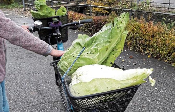 Prächtiger Spitzkohl. Das gibt kein Filder-, sondern Auricher Kraut.  Foto: Rücker