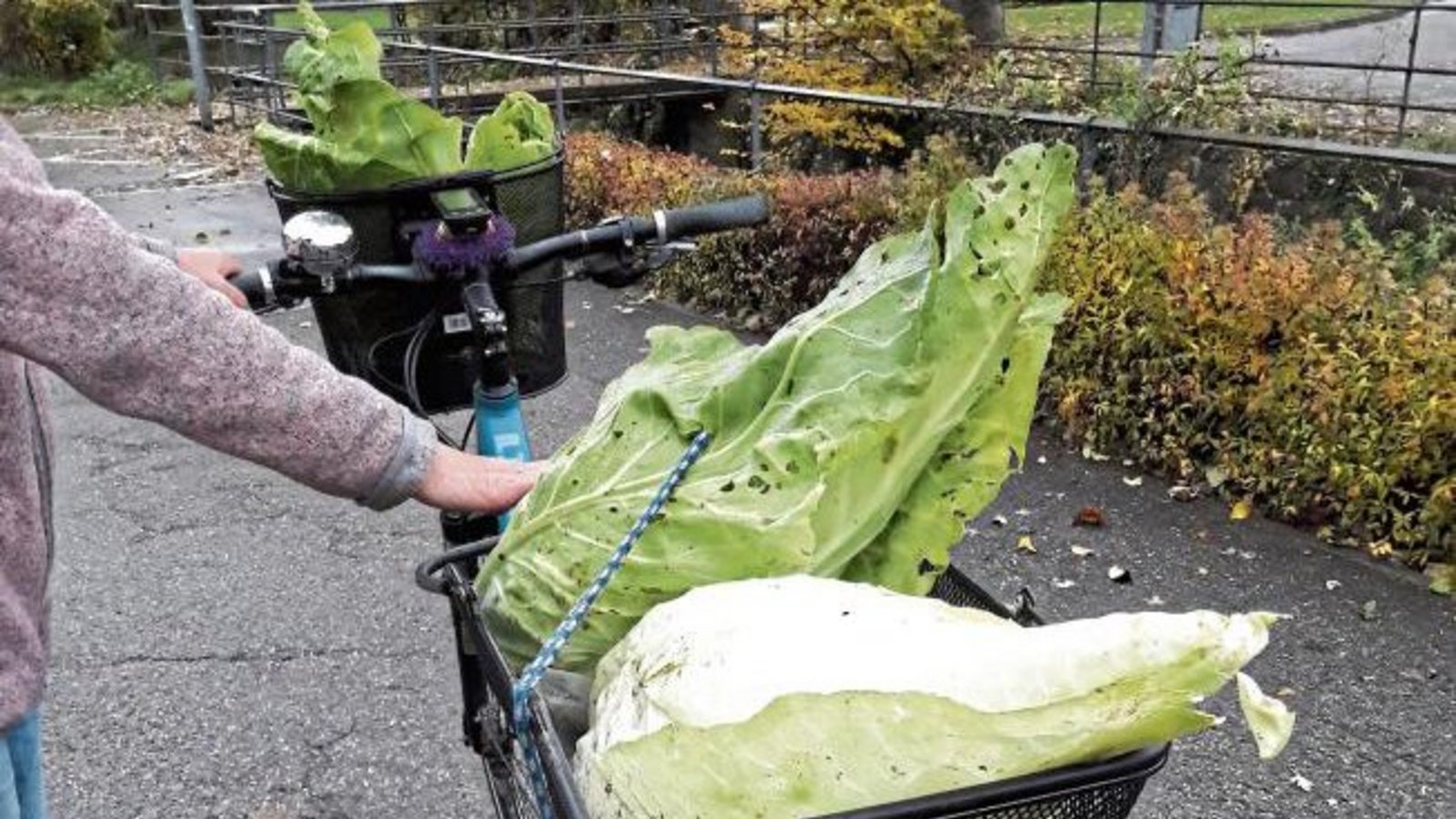 Prächtiger Spitzkohl. Das gibt kein Filder-, sondern Auricher Kraut.  Foto: Rücker