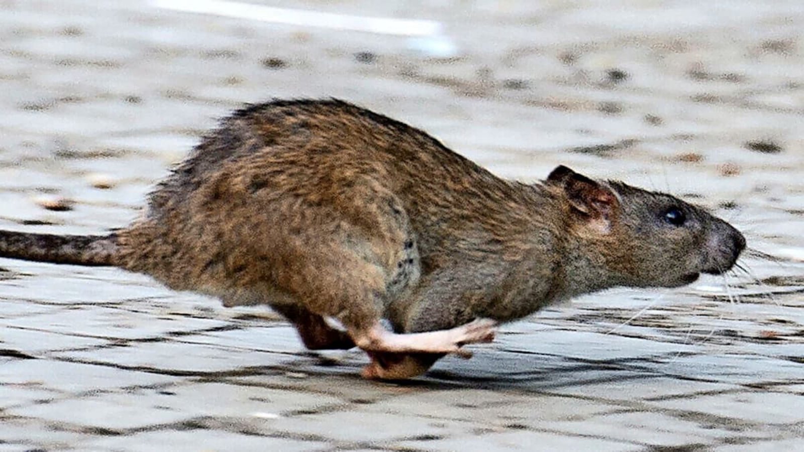 Eine tote Ratte fand die Offenburger Autorin und Antirassismus-Aktivistin Jenny Haas in ihrem Briefkasten. Die Kripo ermittelt.dpa/Archiv/Symbolbild Eine tote Ratte fand die Offenburger Autorin und Antirassismus-Aktivistin Jenny Haas in ihrem Briefkasten. Die Kripo ermittelt.dpa/Archiv/Symbolbild