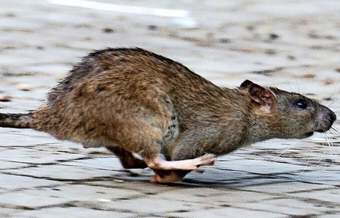 Eine tote Ratte fand die Offenburger Autorin und Antirassismus-Aktivistin Jenny Haas in ihrem Briefkasten. Die Kripo ermittelt.<span class='image-autor'>dpa/Archiv/Symbolbild</span>