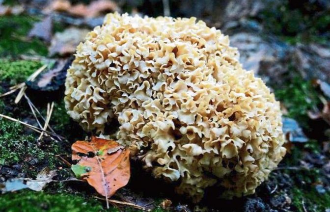 Jung ist die Krause Glucke, die Rudi Thalhäuser in Gündelbach fand, ein prima Speisepilz.