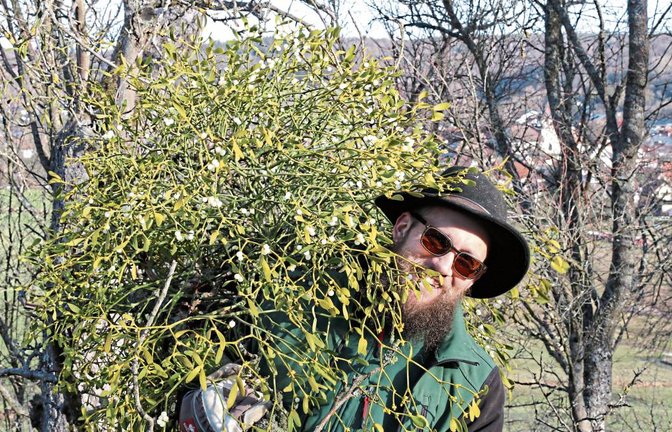 Martin Ulmer drängt bei seinem Schnitt den Mistelbefall zurück. Fotos: Bögel