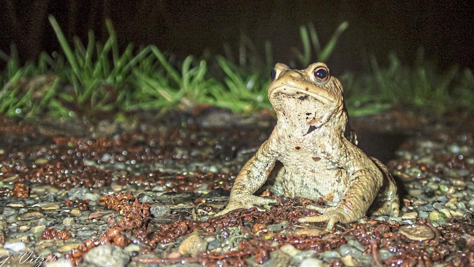 Erdkrötenmännchen auf Brautschau. Foto: Gerold Vitzthum/LE Erdkrötenmännchen auf Brautschau. Foto: Gerold Vitzthum/LE