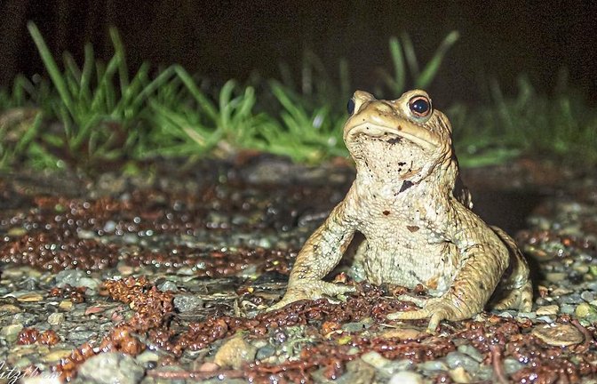 Erdkrötenmännchen auf Brautschau.  Foto: Gerold Vitzthum/LE