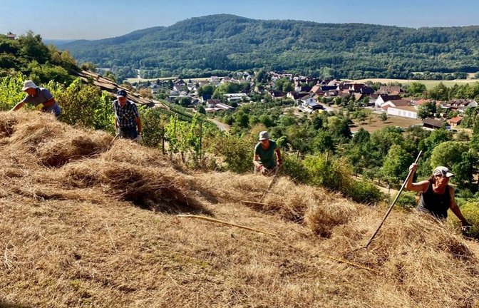 Am Geigersberg bei Ochsenbach haben Aktive des BUND-Kreisverbands Ludwigsburg wie jedes Jahr im Spätsommer kräftig angepackt. Neuen Engagierte waren auf einem 22 Ar großen ehemaligen Weinberg im Einsatz, wie der BUND jetzt berichtet. Dort werde der Aufwuchs einmal pro Jahr entfernt, um die Magerrasenfläche für seltene Pflanzen und Tiere offen zu halten. Trotz der Trockenheit in diesem heißen Sommer kam relativ viel Mähgut zusammen, schreibt der Kreisverband abschließend. <span class='image-autor'>Foto: p</span>