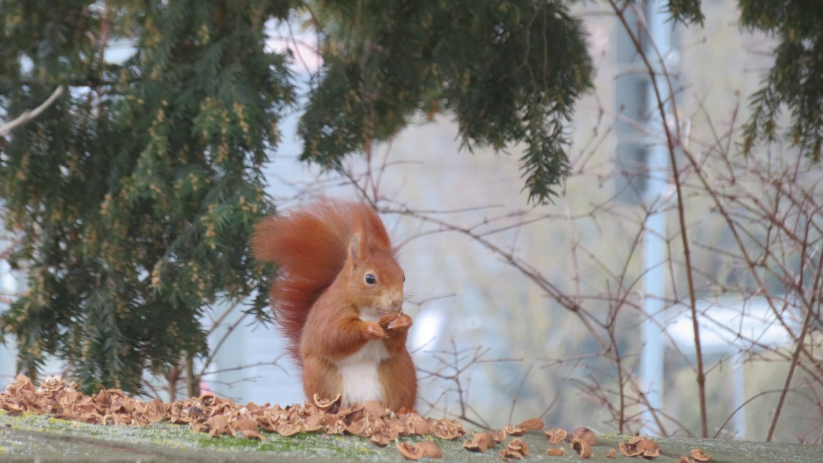 Guten Appetit! Eichhörnchens Mittagessen auf der Vaihinger Friedhofsmauer.  Foto: aa