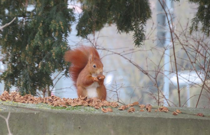 Guten Appetit! Eichhörnchens Mittagessen auf der Vaihinger Friedhofsmauer.  <span class='image-autor'>Foto: aa</span>
