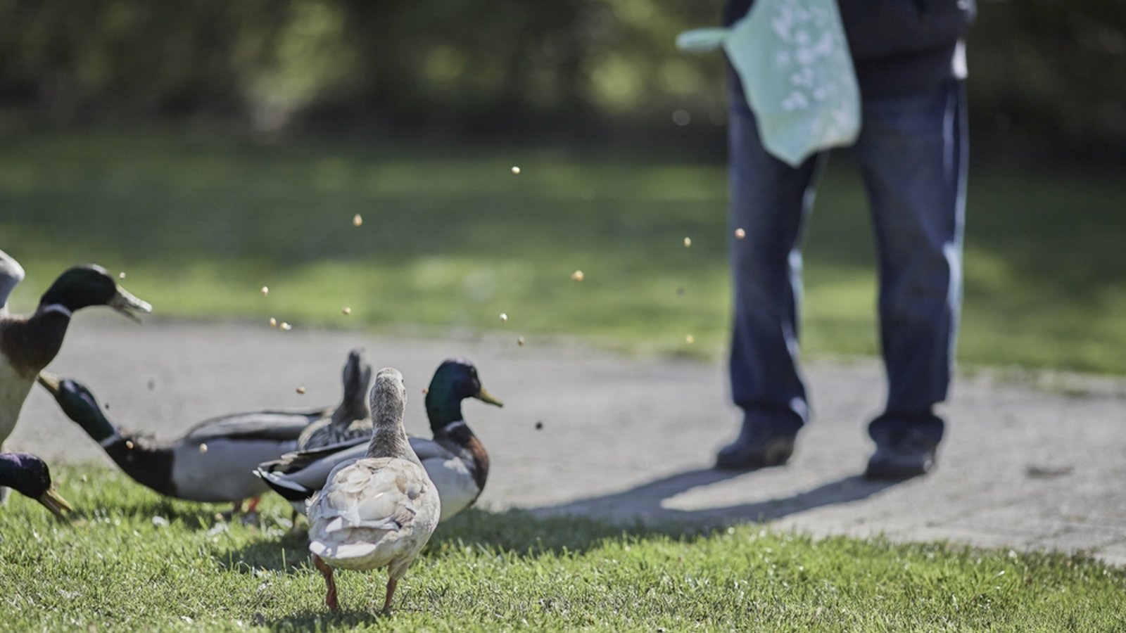 Sollte man die Enten wirklich füttern?Foto: Wirestock Creators / shutterstock.com