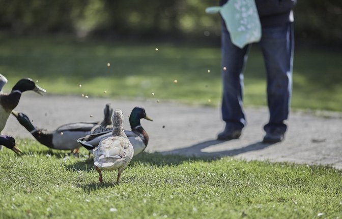 Sollte man die Enten wirklich füttern?<span class='image-autor'>Foto: Wirestock Creators / shutterstock.com</span>