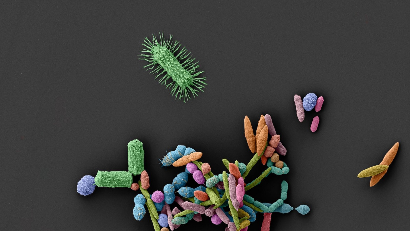 Durch ihre Interaktionen bilden Mikroorganismen ein für die menschliche Gesundheit essentielles Ökosystem. Medikamente können dieses fragile Gleichgewicht empfindlich stören.Foto: @Lisa Maier/Universität Tübingen Durch ihre Interaktionen bilden Mikroorganismen ein für die menschliche Gesundheit essentielles Ökosystem. Medikamente können dieses fragile Gleichgewicht empfindlich stören.Foto: @Lisa Maier/Universität Tübingen