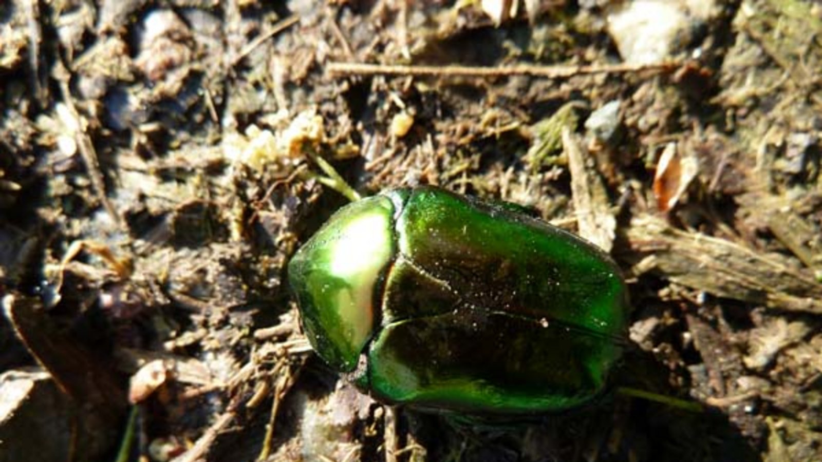 Der Große Rosenkäfer sticht ins Auge. Foto: Rücker