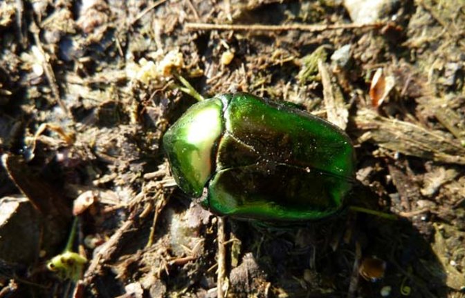 Der Große Rosenkäfer sticht ins Auge. Foto: Rücker