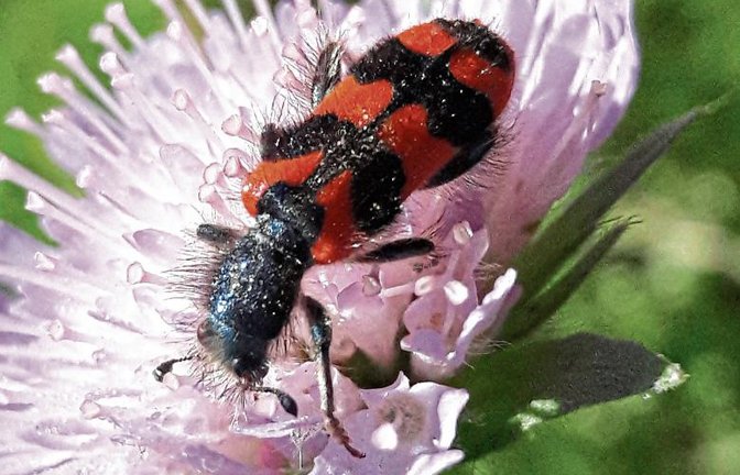 Ein hübscher Bursche ist der Zottige Bienenkäfer, der auch im Garten rumsitzt.  Fotos: Rücker