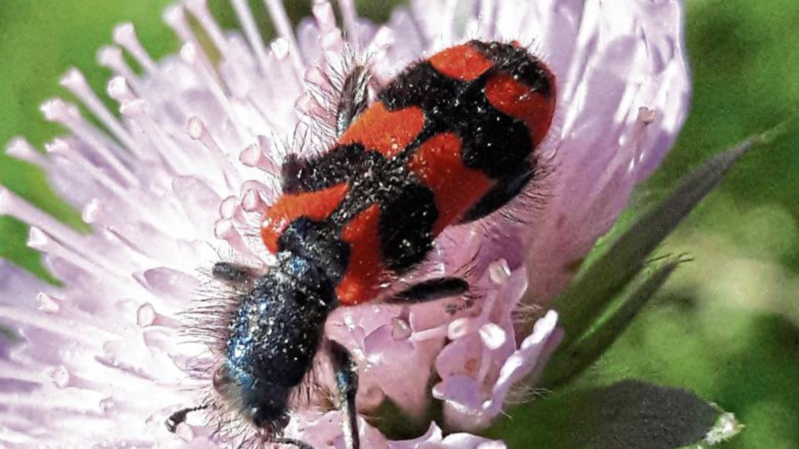 Ein hübscher Bursche ist der Zottige Bienenkäfer, der auch im Garten rumsitzt.  Fotos: Rücker
