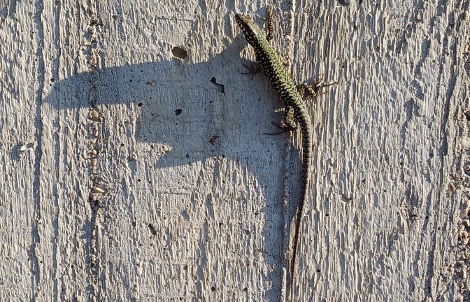 Kleine Echse wird im Schatten zum Drachen.  <span class='image-autor'>Foto: Rücker</span>