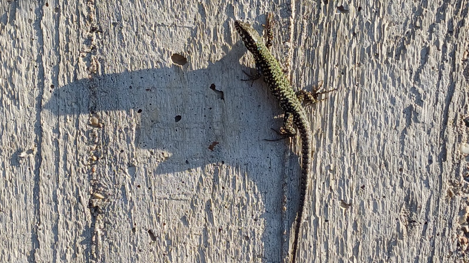 Kleine Echse wird im Schatten zum Drachen.  Foto: Rücker