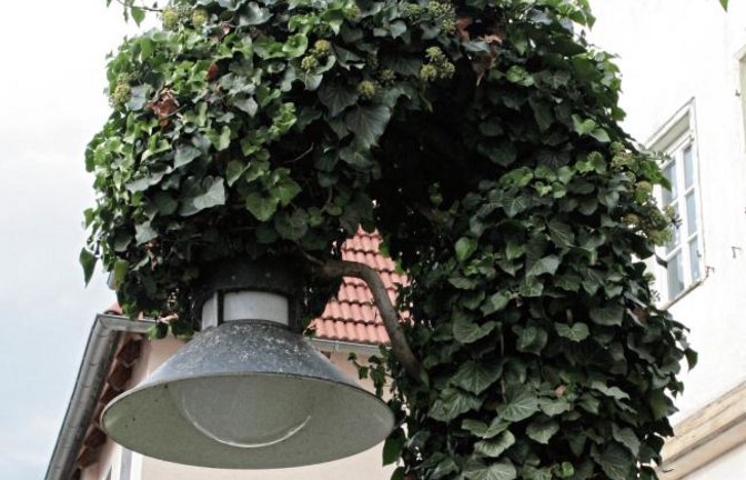 Grün ist angesagt. Straßenlampe in der Vaihinger Mühlstraße bei der „Kaserne“. Hauptsache, die Lampe leuchtet.  Foto: Arning