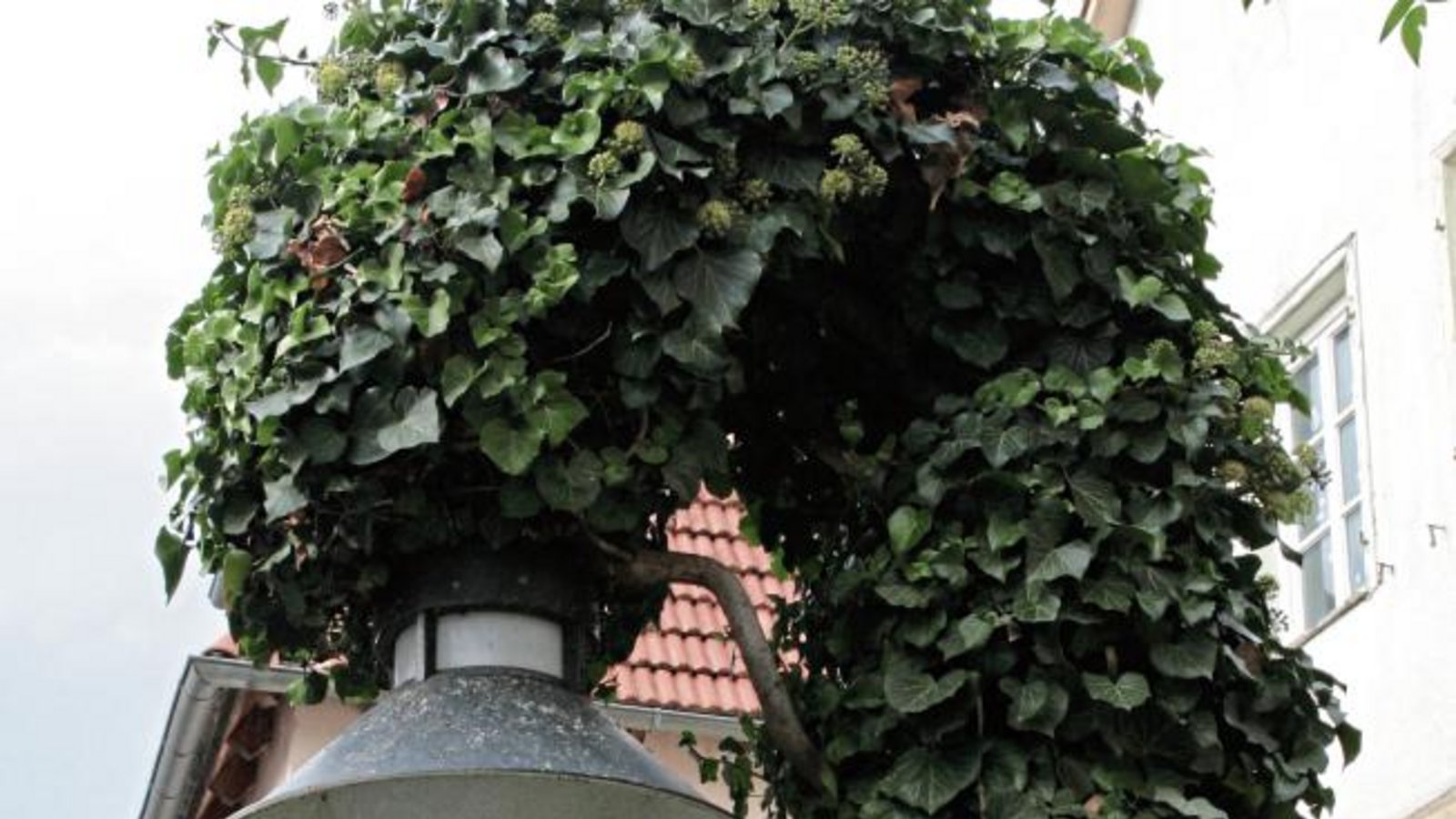 Grün ist angesagt. Straßenlampe in der Vaihinger Mühlstraße bei der „Kaserne“. Hauptsache, die Lampe leuchtet. Foto: Arning Grün ist angesagt. Straßenlampe in der Vaihinger Mühlstraße bei der „Kaserne“. Hauptsache, die Lampe leuchtet. Foto: Arning