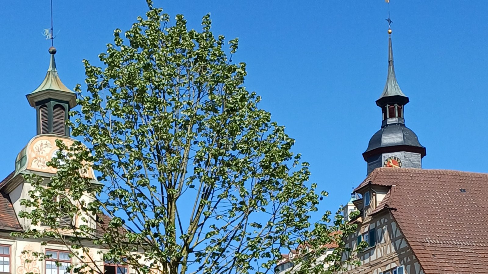 Einladendes Grün auf dem Vaihinger Marktplatz.  Foto: Rücker