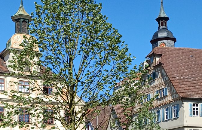 Einladendes Grün auf dem Vaihinger Marktplatz.  <span class='image-autor'>Foto: Rücker</span>