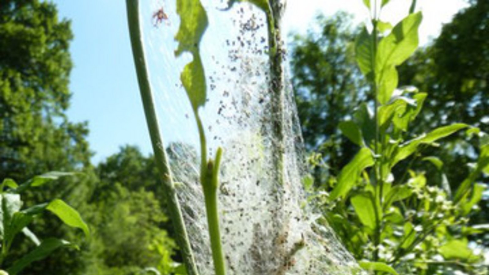 Raupen der Gespinstmotte im Pfaffenhütchen. Foto: Rücker