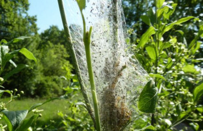Raupen der Gespinstmotte im Pfaffenhütchen. Foto: Rücker